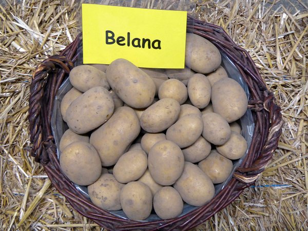 Kartoffelsorte Belana