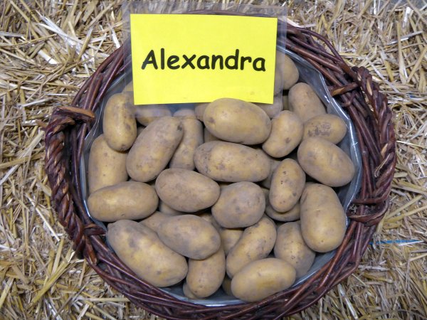Kartoffelsorte Alexandra