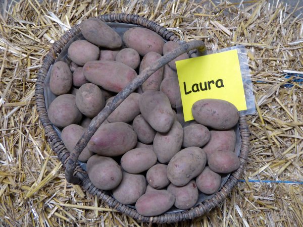 Kartoffelsorte Laura