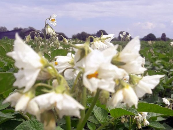 Kartoffelpflanze im Feld